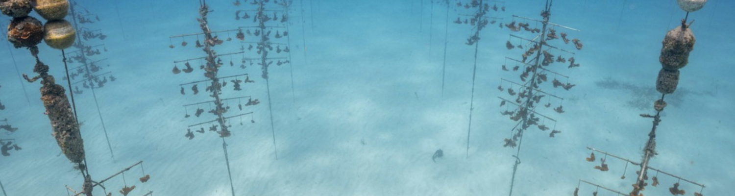 Coral Restoration Key Largo Florida