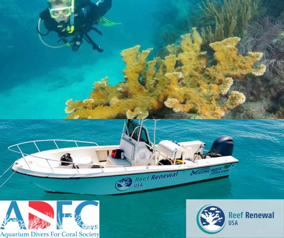 Aquarium Divers for Coral Webinar with Reef Renewal USA